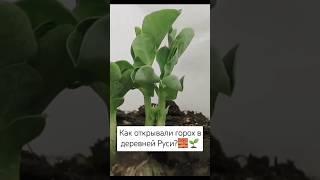 Как открывали горох в деревней Руси🧱🌱 [upl. by Naret512]