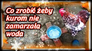 kurnik 🐓🦆🦃 Sposób na zamarzającą wodę u kur [upl. by Aivirt992]