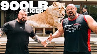 900LB LIGER VS WORLDS STRONGEST MEN VERY SCARY  EDDIE HALL [upl. by Haldi150]