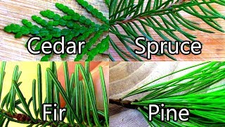 Wild Food Foraging Pine  Spruce  Cedar  Fir Evergreen Teas [upl. by Cletis]