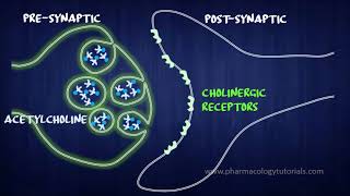 Toxicology of Acetylcholinesterase Inhibitors I  Neurotransmission [upl. by Alair360]