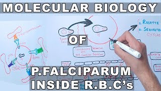 Molecular Biology of PFalciparum Inside Erythrocytes [upl. by Ennairej]