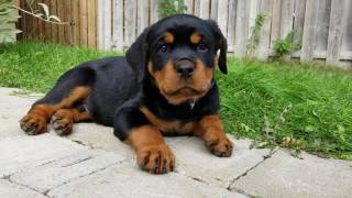 9 Week Rottweiler Puppy [upl. by Eibor]