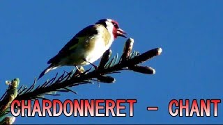 Chardonneret chant  Chant doiseau [upl. by Etnuad]