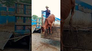 Cow unloading Big size Cow Cow video Part 27 shorts [upl. by Christi]