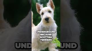 Scottish Terrier  What to Expect When Getting a Scottie [upl. by Youngran561]