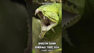 🐍 Massive Amazon Tree Boa Teeth Unveiled 🐍 [upl. by Oys]