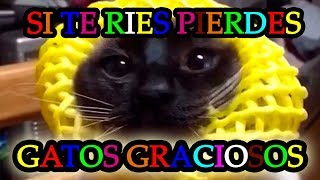 SI TE RIES PIERDES GATOS NIVEL DIFICIL│Las mejores recopilaciones de gatos graciosos 2016  2017 [upl. by Pyle878]