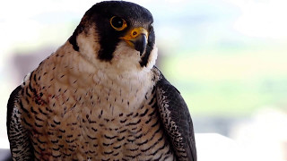 Sigue en DIRECTO al halcón peregrinoSEOBirdLife [upl. by Mikel]