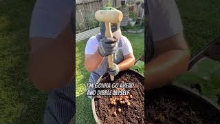 Planting Gladiolus Bulbs in Containers [upl. by Gnik]