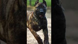 dogo Argentino vs presa canario  dogfactsinhindi [upl. by Aicats]