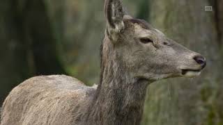 Un hiver dans les Alpes  Documentaire animalier [upl. by Ylremik]