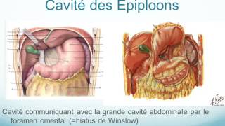 oesophage ESTOMAC ET RATE partie 3 [upl. by Llennahc]