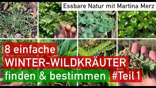 8 vitaminreiche WINTERWildkräuter leicht amp sicher sammeln Ideales Lernvideo für Anfänger [upl. by Eldwun]