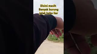 Disini masih banyak burung jalak liar Jambi [upl. by Nniw]