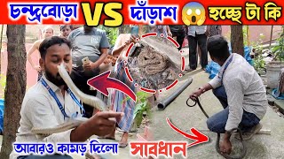 এদের লড়াই তে আবারও কামড় খেলাম আমি 😥। চন্দ্রবোরা VS দাঁড়াস সাপ  Samiran Barik Rescuer [upl. by Lekcar]