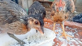 🐣🐓🐔🇮🇩 ChickenHenRooster Bens105 [upl. by Ahsinrac]