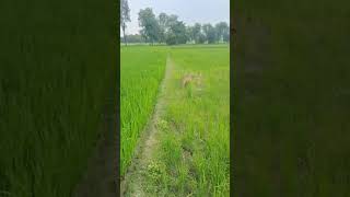 Wolf seen near Kaisarganj UP [upl. by Notserc637]