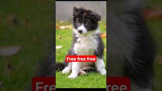 free border Collie puppies for adoption [upl. by Remmus]