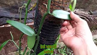 PERBEDAAN VANILI PLANIFOLIA VS VANILI TAHITI [upl. by Mani239]