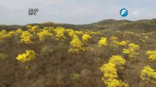 Florecimiento de lapachos amarillos un atractivo en Ecuador [upl. by Pich788]