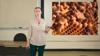 Capsule 2 Formation apicole  Varroa acarien [upl. by Nitsew]