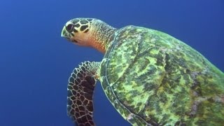 Tauchen auf Curacao Diving CuracaoDuiken op Curaçao [upl. by Ecnadnac]