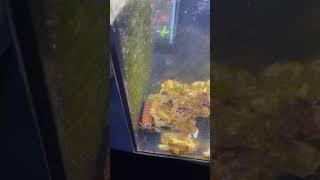 MANTIS SHRIMP VS FISH  Mantis Shrimp Aquarium [upl. by Anitsyrc174]