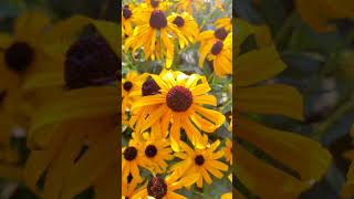 Orange Coneflower season nature flowers youtubeshorts summer blooms beautiful [upl. by Ahtnamas322]