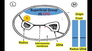 Forearm Anatomy [upl. by Rudie]