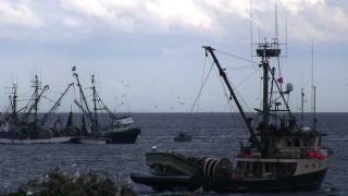 Herring Fishing Nanaimo Vancouver Island [upl. by Marou264]