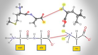 Peptide Bond Formation  Animation [upl. by Niwred794]