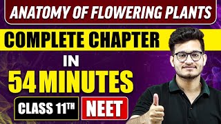 ANATOMY OF FLOWERING PLANTS IN 54 MINUTES  Full Chapter Revision  Class 11 NEET [upl. by Hayott]