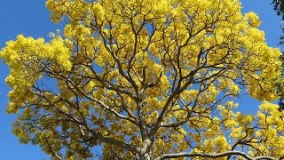 Tabebuia aurea Tree of gold Silver trumpet tree [upl. by Sirod326]