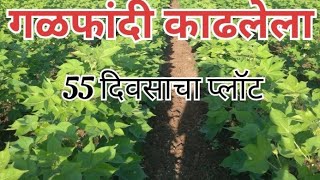 55 दिवसाचा दादा लाड तंत्राने विकसित केलेला कापूस प्लॉटdada lad tantra [upl. by Narrad]