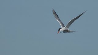 Birding the coastal wetlands on the BelgianDutch border June 2022 [upl. by Ziegler226]