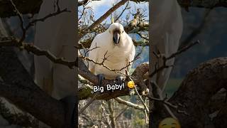 Big Baby Cockatoo Bird is BACK Cockatoo Baby birds tricks [upl. by Seigel]