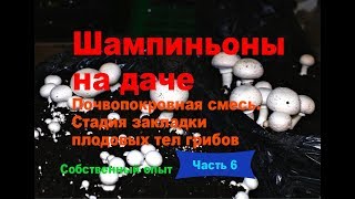 Шампиньоны на даче Часть 6 Почвопокровная смесь Стадия закладки плодовых тел шампиньонов [upl. by Klos143]