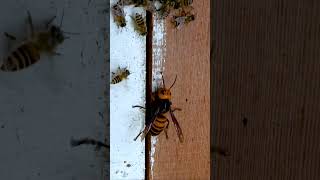 Asian Giant Hornet FactThe Deadly Swarm Asian Giant Hornets Savage Attack [upl. by Wilscam461]