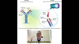 Anticorpos Monoclonais mAbs  Parte 1 [upl. by Zusman]