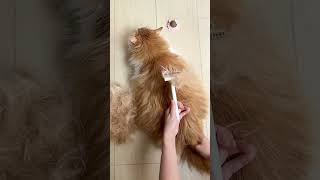 A relaxing cat shedding moment after stretching aumuca pets catfunny [upl. by Nycila]