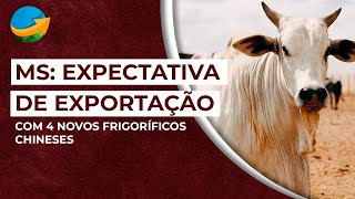 MS Expectativa de Exportação com 4 Novos Frigoríficos Chineses [upl. by Palecek]