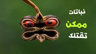 نباتات سامه  اخطر نباتات فى العالم [upl. by Ailema998]