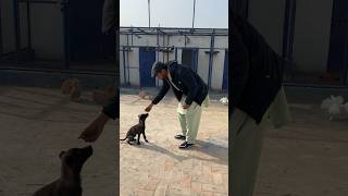 Belgian Malinois Puppy Training short dog puppy [upl. by Molton772]