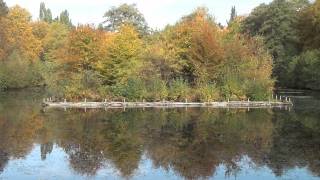 hamburg friedhof ohlsdorf herbstbilder [upl. by Htennek]