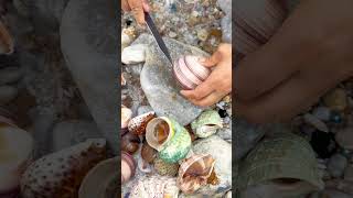 pearl seafood hunting pearls picking pearls fishing food satisfying relax fish outdoors [upl. by Mirabel916]