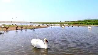 Abbotsbury Swannery [upl. by Ylhsa]