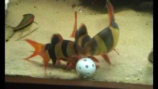 Clown loaches eating from plastic golfball [upl. by Darline164]