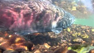 Salmon spawning  Up close and personal [upl. by Quartana]