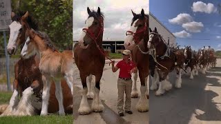 Beautiful Clydesdale horses and foals [upl. by Brigitte]